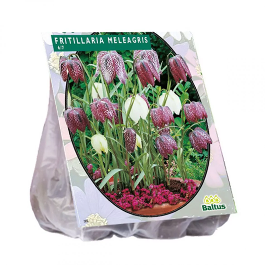 Fritillaria Meleagris per 20